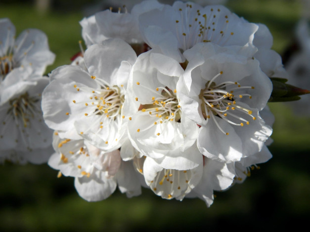 Обои картинки фото цветы, цветущие, деревья, кустарники, белый