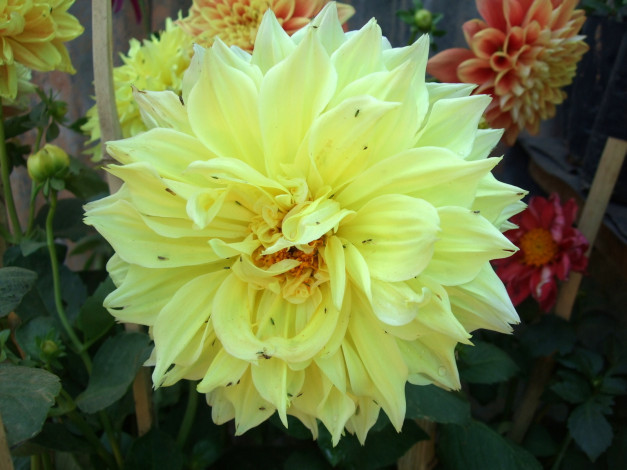 Обои картинки фото цветы, георгины, желтые