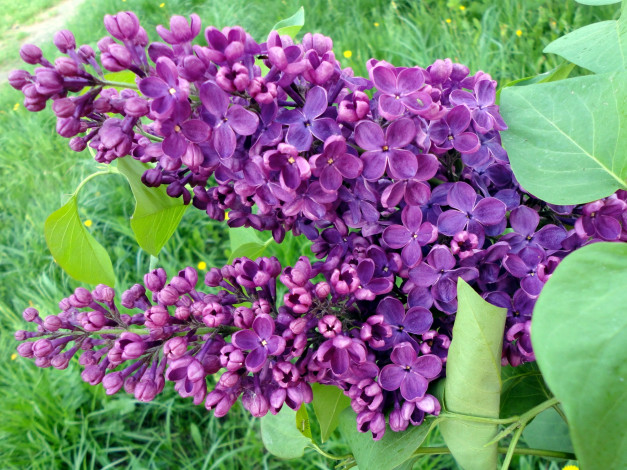 Обои картинки фото цветы, сирень, ветка, лиловый