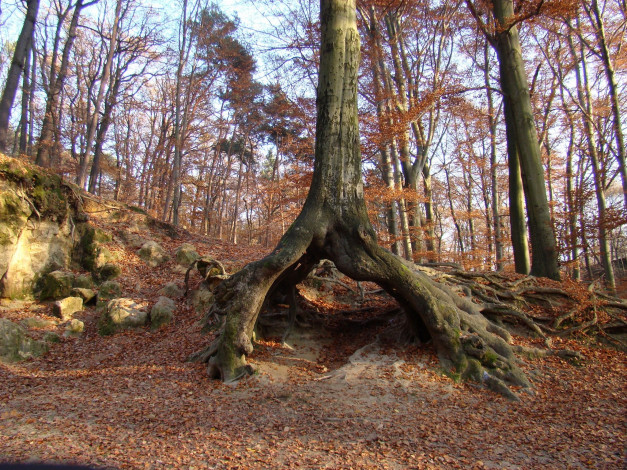 Обои картинки фото природа, деревья, дерево, корни, листья, осень