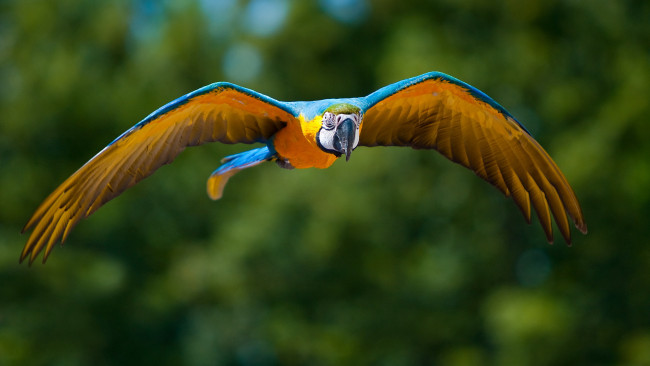 Обои картинки фото животные, попугаи, полёт