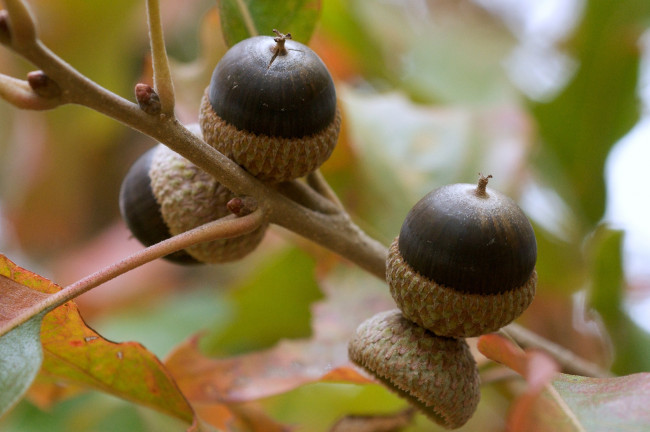 Обои картинки фото природа, шишки, жёлуди, каштаны, жёлудь, ветка