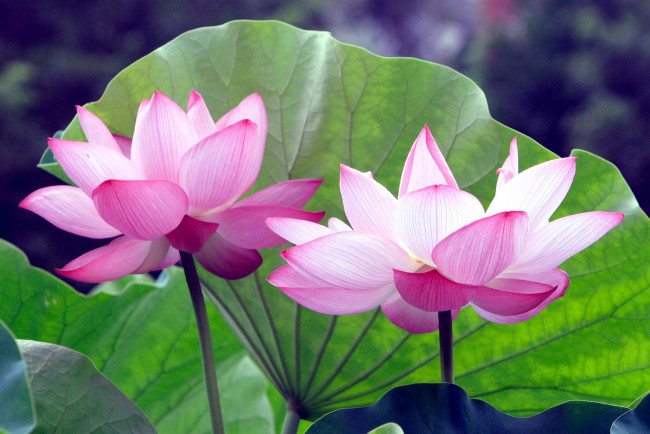 Обои картинки фото цветы, лотосы, розовый, листья