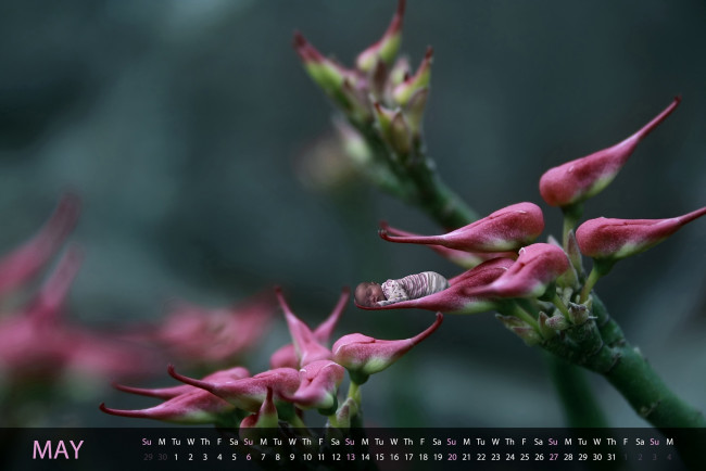 Обои картинки фото календари, дети, цветок, малыш, сон