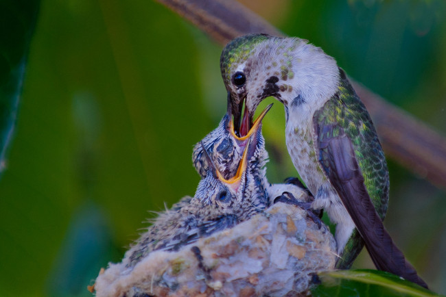 Обои картинки фото животные, колибри