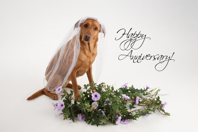 Обои картинки фото животные, собаки, пес, фата, букет, петуния