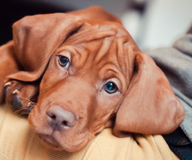 Картинка животные собаки взгляд щенок венгерская легавая морда