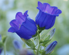 Картинка цветы колокольчики макро