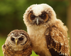 Картинка животные совы птенцы
