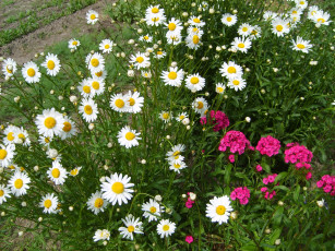 Картинка цветы разные вместе гвоздики ромашки