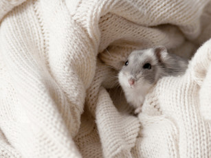 Картинка животные морские свинки хомяки грызун хомяк