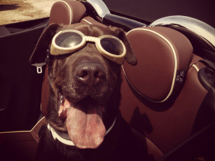 Картинка животные собаки язык очки