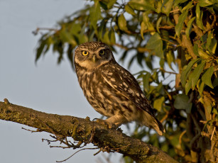 Картинка животные совы домовый сыч