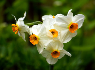 Картинка цветы нарциссы макро