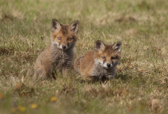 Картинка животные лисы детёныши лисята