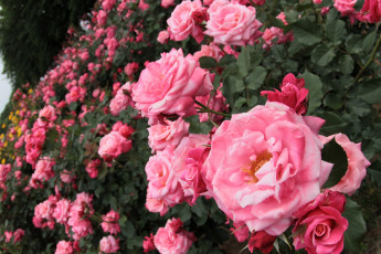 Картинка цветы розы кусты