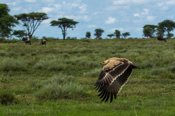 Картинка животные птицы хищники полет орел