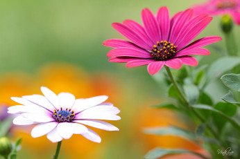 Картинка цветы диморфотеки белый малиновый