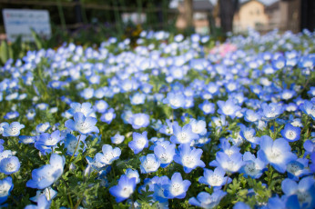 Картинка цветы немофилы вероники клумба немофила голубые глаза