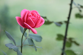 Картинка цветы розы бутон