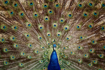 Картинка животные павлины перья хвост