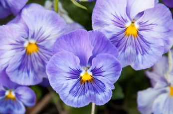 Картинка цветы анютины глазки садовые фиалки фиалка трёхцветная