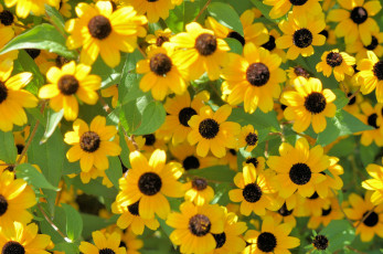 Картинка цветы рудбекия солнышки
