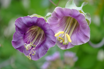 Картинка цветы тычинки макро