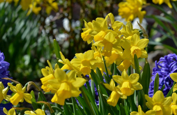 Картинка цветы разные вместе нарциссы гиацинты