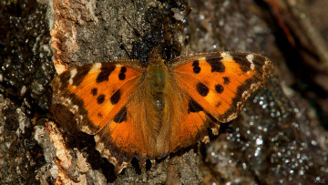 Картинка бабочка животные бабочки сок кора
