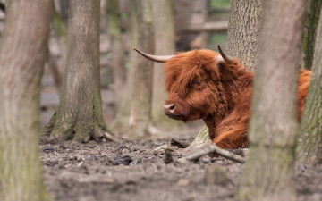 Картинка животные коровы буйволы деревья