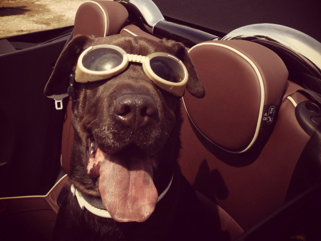 Обои картинки фото животные, собаки, язык, очки