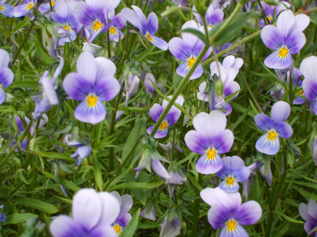 Обои картинки фото цветы, анютины, глазки, садовые, фиалки