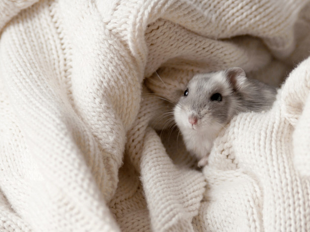 Обои картинки фото животные, морские, свинки, хомяки, грызун, хомяк