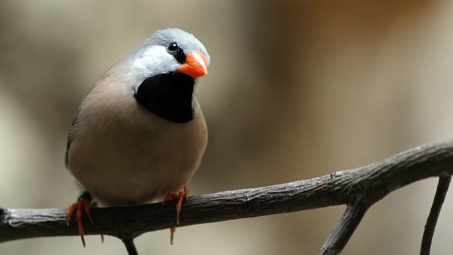 Обои картинки фото животные, птицы, ветка, взгляд, птица