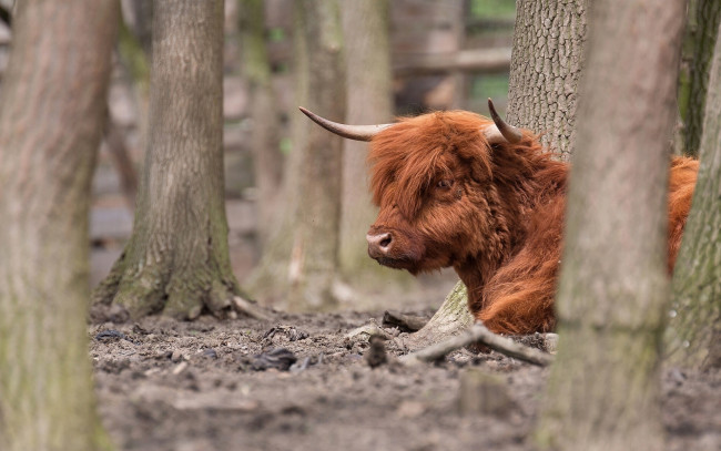 Обои картинки фото животные, коровы, буйволы, деревья