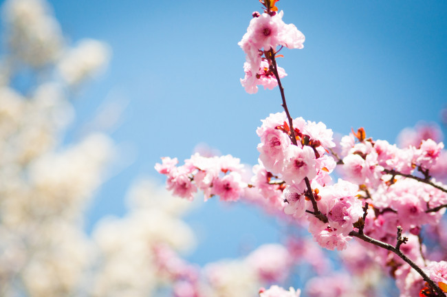 Обои картинки фото цветы, цветущие, деревья, кустарники, слива, ветки