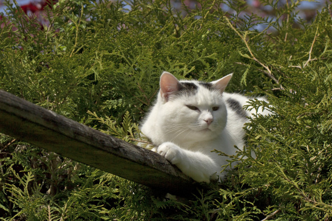 Обои картинки фото животные, коты, доска, туя