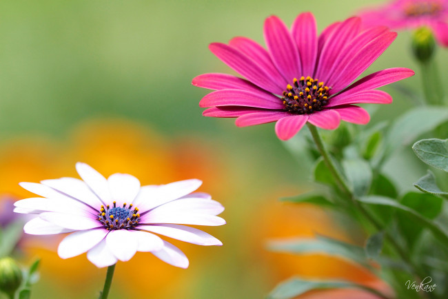 Обои картинки фото цветы, диморфотеки, белый, малиновый