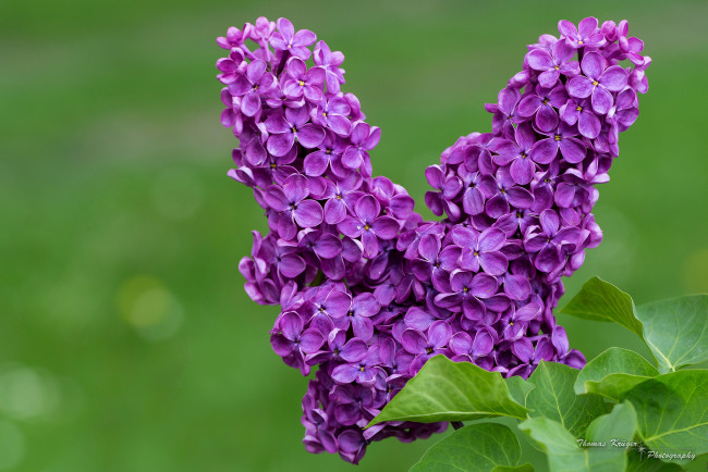 Обои картинки фото цветы, сирень, соцветия