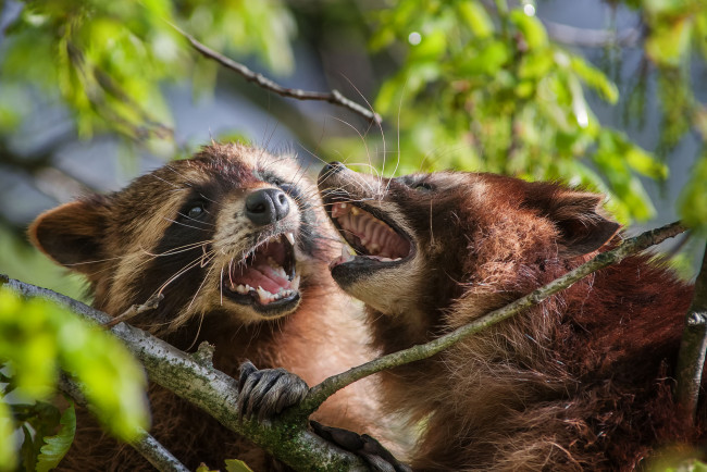 Обои картинки фото животные, еноты, разборки, ветка