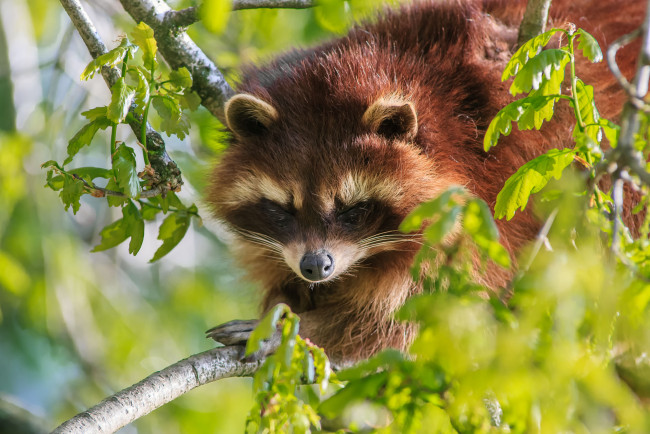 Обои картинки фото животные, еноты, ветки, листья