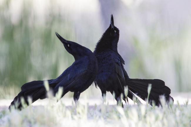 Обои картинки фото животные, птицы, большехвостый, гракл