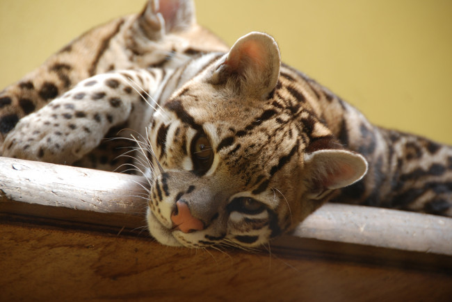 Обои картинки фото животные, оцелоты, кошка, морда