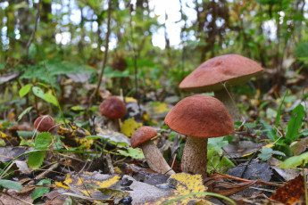 Картинка природа грибы подосиновики