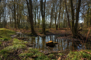 Картинка природа лес вода осень
