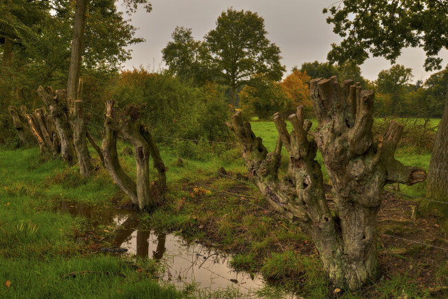 Обои картинки фото природа, лес, изгородь, лужа, стволы