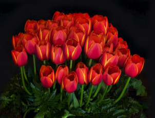 Картинка цветы тюльпаны бутоны