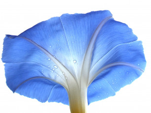 Картинка цветы вьюнки +ипомеи белый фон цветок капли роса вьюнок голубой