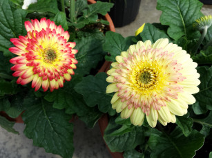 Картинка цветы герберы листья